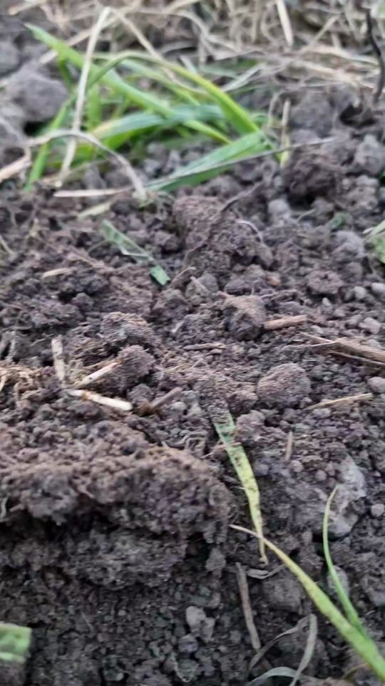 TikTok video thumbnail by pablodetecting
