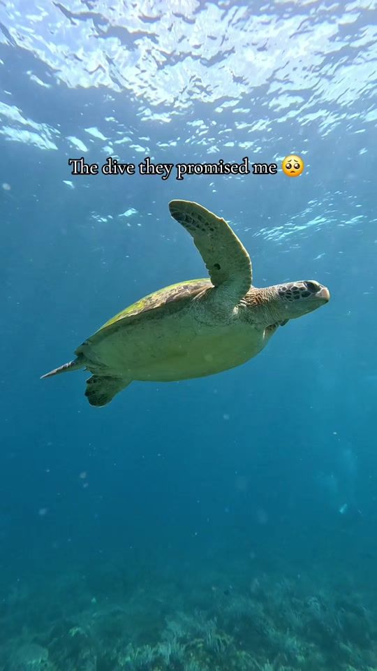 TikTok video thumbnail by janiwillmeer