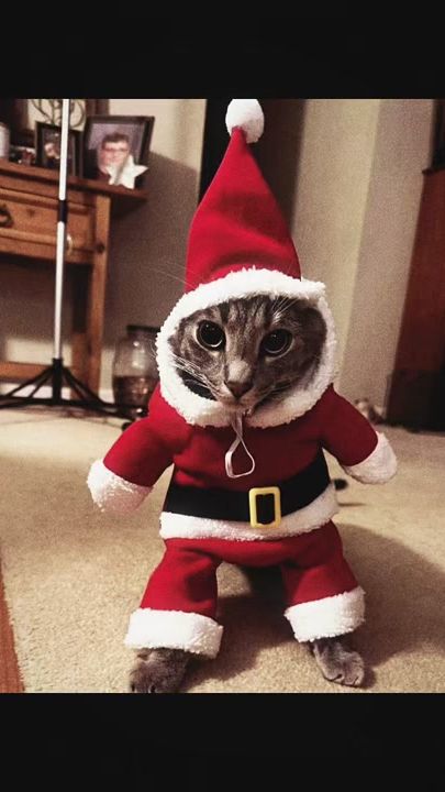 TikTok video thumbnail by catsbeiingcats