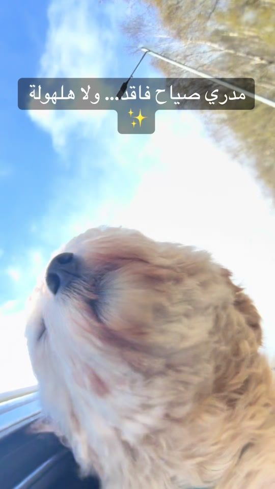 TikTok video thumbnail by aromm22