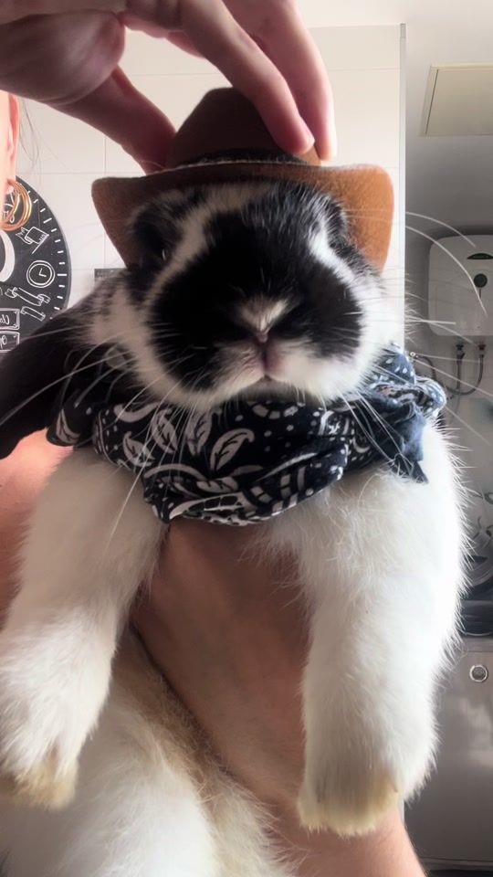TikTok video thumbnail by rabbitsx22