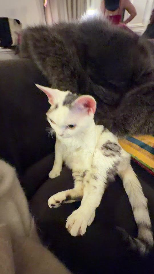 TikTok video thumbnail by suloche