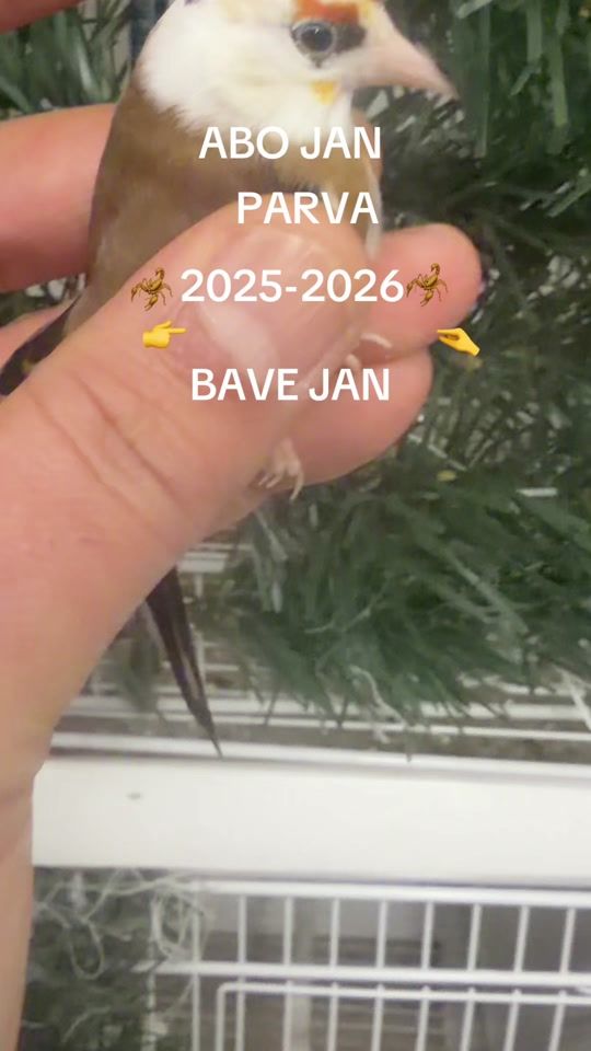 TikTok video thumbnail by khalafabojan