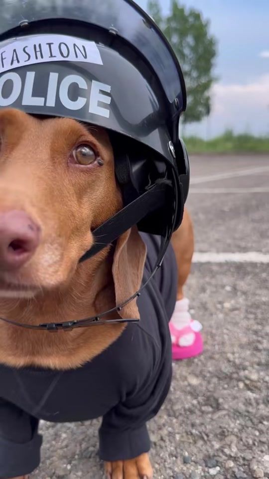 TikTok video thumbnail by biscuit.superdog