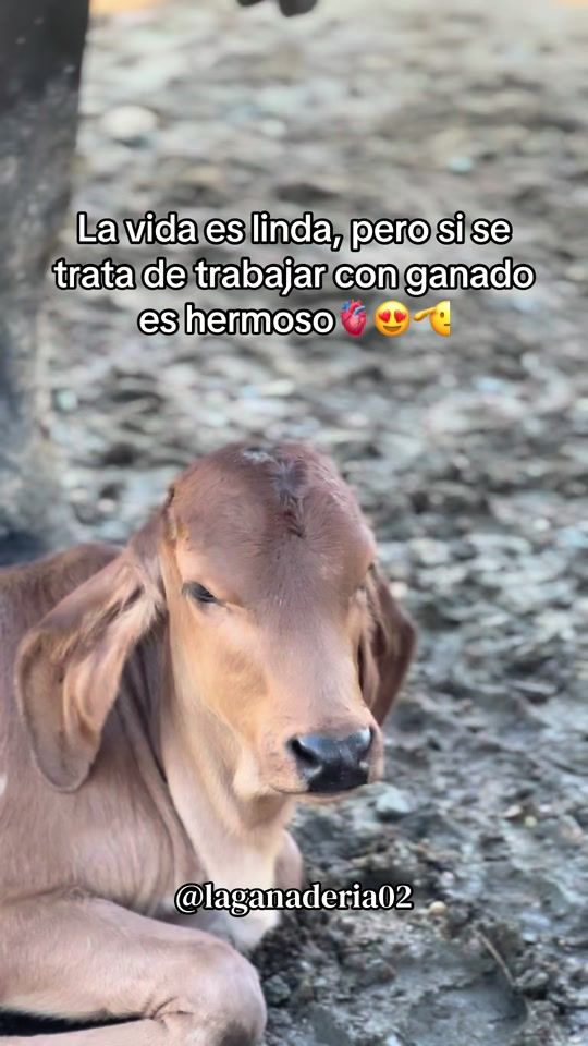 TikTok video thumbnail by laganaderia02