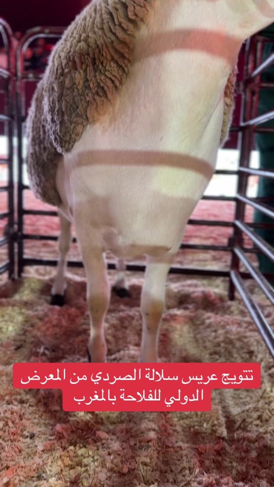 TikTok video thumbnail by mouton.ma