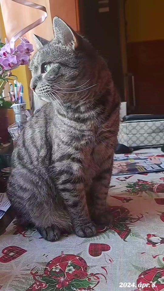 TikTok video thumbnail by perlandi