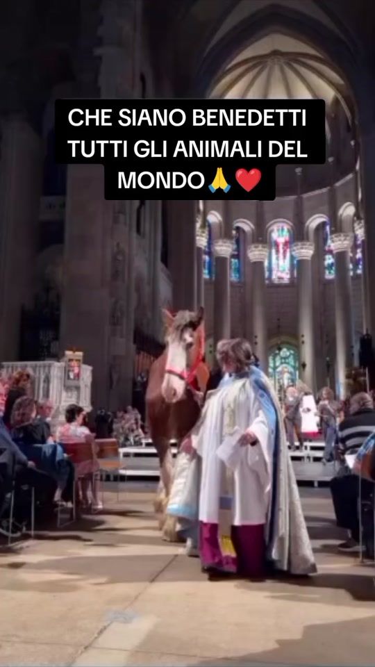 TikTok video thumbnail by amoglianimali270780