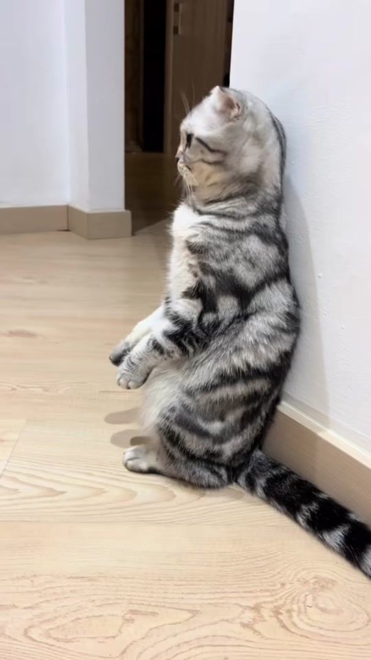 TikTok video thumbnail by masyane4ka_
