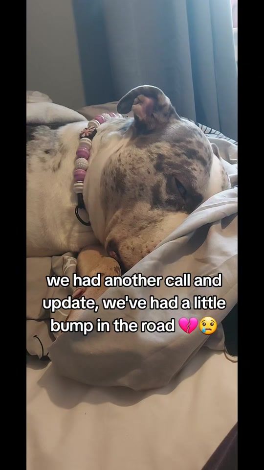 TikTok video thumbnail by starlight_the_xl_bully