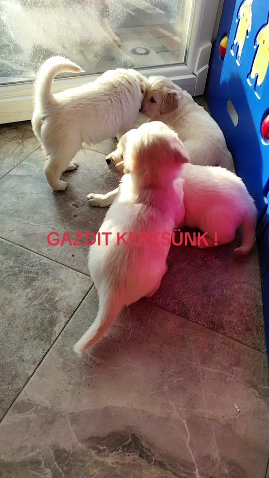 TikTok video thumbnail by nikihoney0