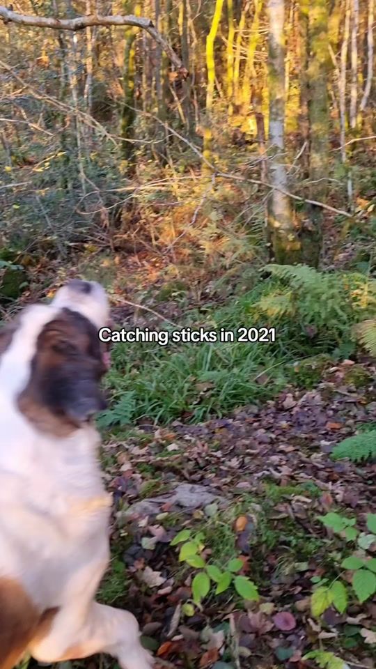 TikTok video thumbnail by house.of.slobber
