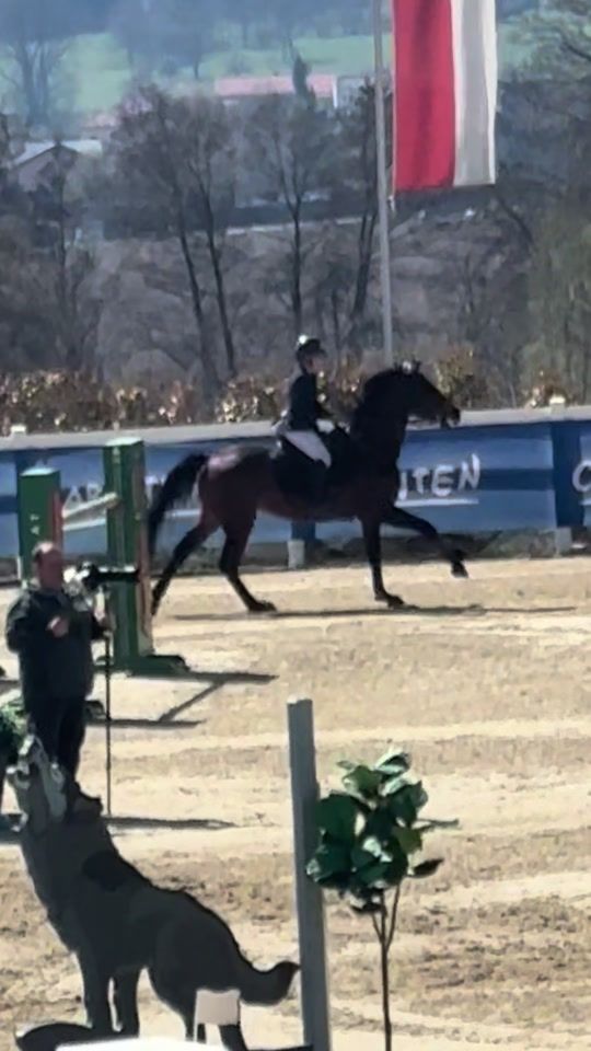 TikTok video thumbnail by adina.showjumping