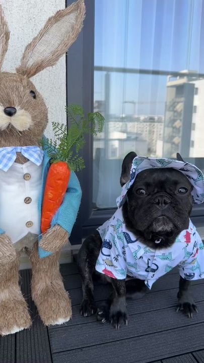 TikTok video thumbnail by donner.thefrenchie