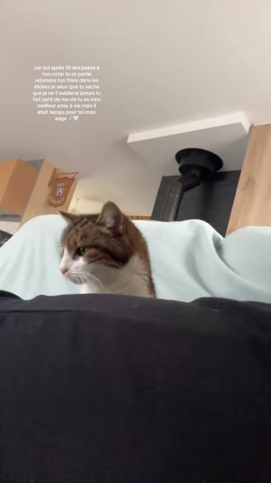 TikTok video thumbnail by lylia_cho