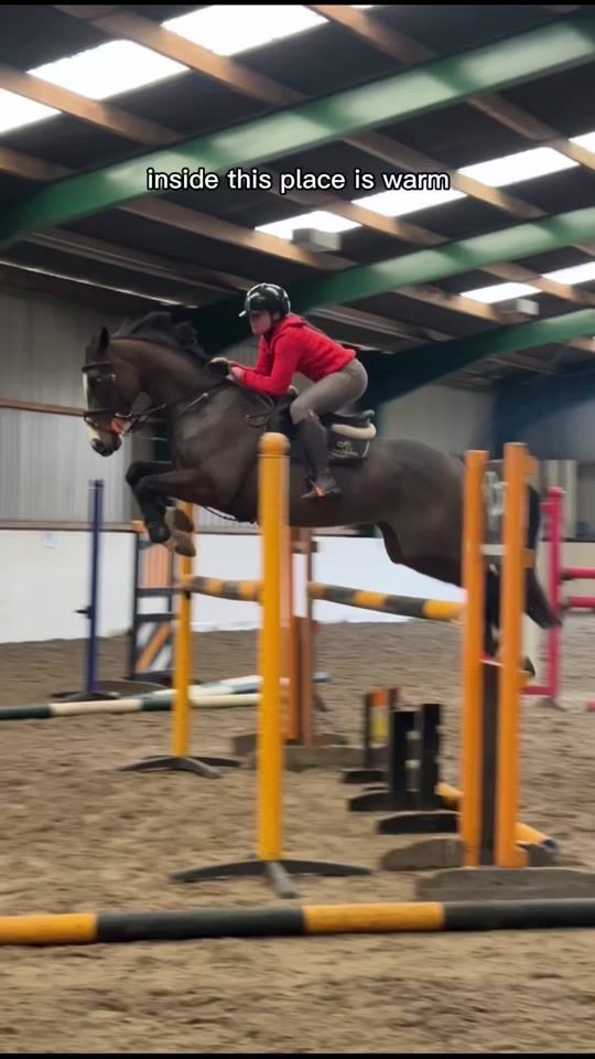 TikTok video thumbnail by fifis_welsh_ponies