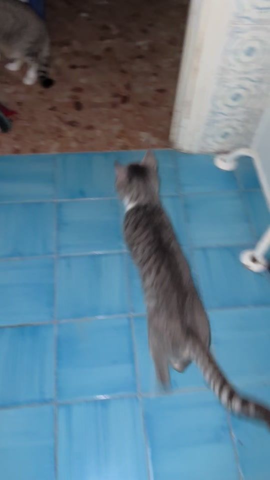 TikTok video thumbnail by baristaperpasione