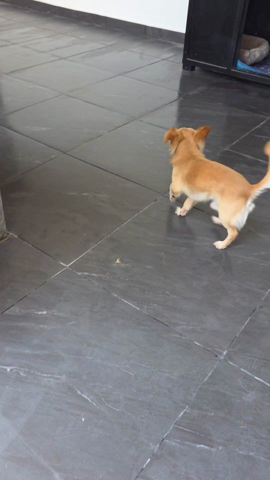 TikTok video thumbnail by titan_elperro