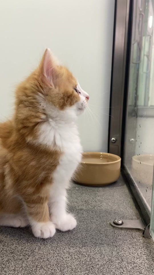 TikTok video thumbnail by battersea