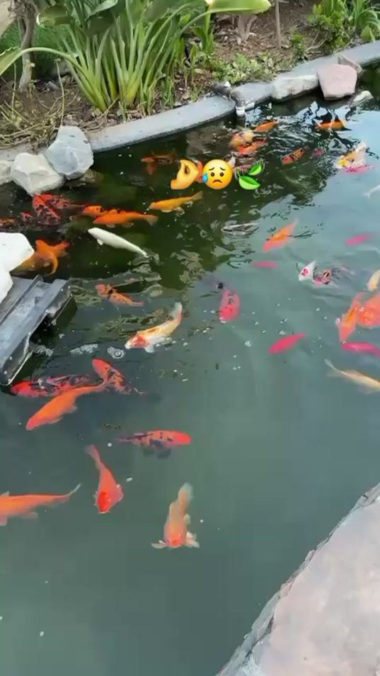 TikTok video thumbnail by monasalam60