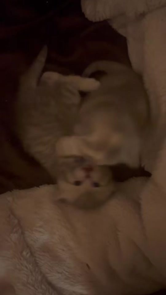 TikTok video thumbnail by ._.anna._.ka
