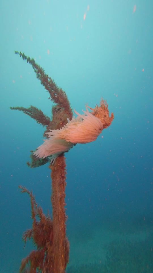 TikTok video thumbnail by pineapplediveclub