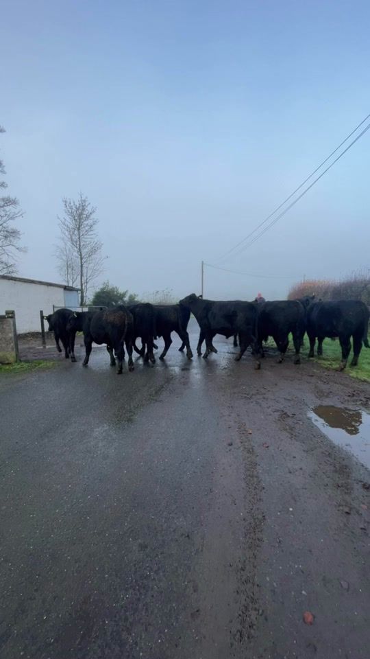 TikTok video thumbnail by jamieleavy0