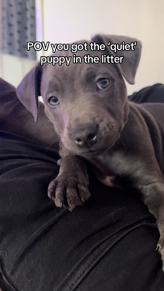 TikTok video thumbnail by winnie.blueberry_