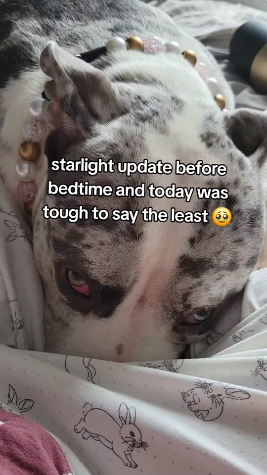 TikTok video thumbnail by starlight_the_xl_bully