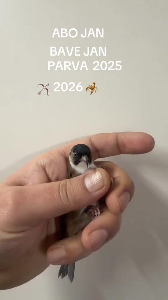 TikTok video thumbnail by khalafabojan