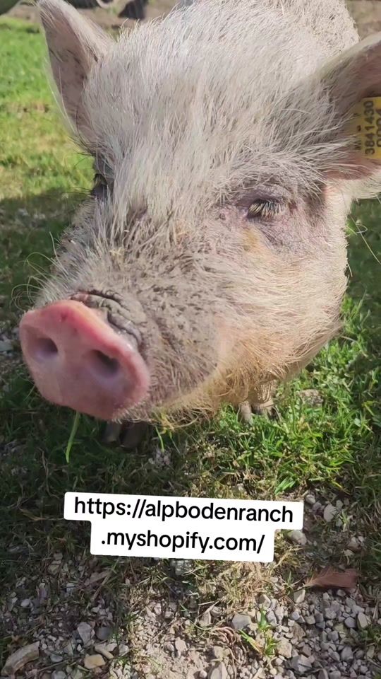 TikTok video thumbnail by alpboden_ranch
