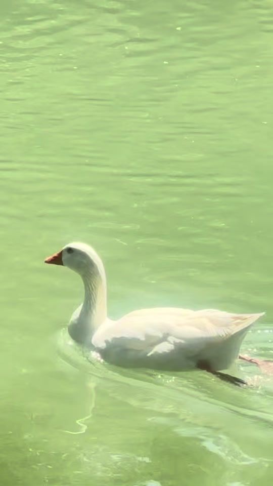 TikTok video thumbnail by natt_nature