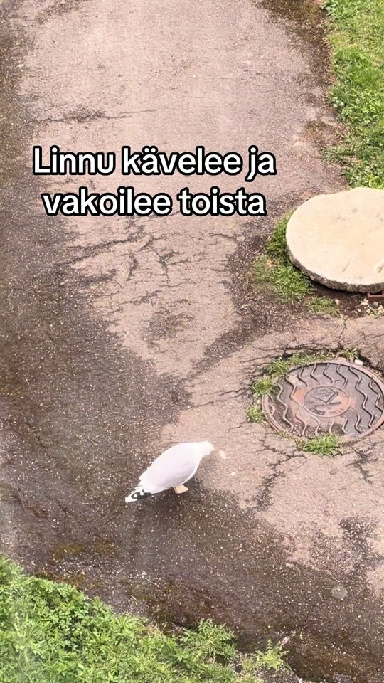 TikTok video thumbnail by catseestiofficial