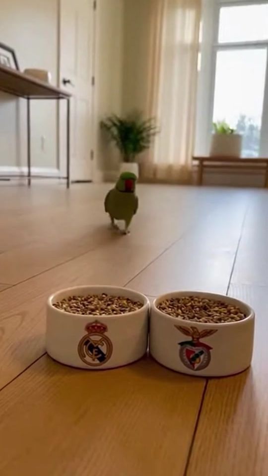 TikTok video thumbnail by alsati02