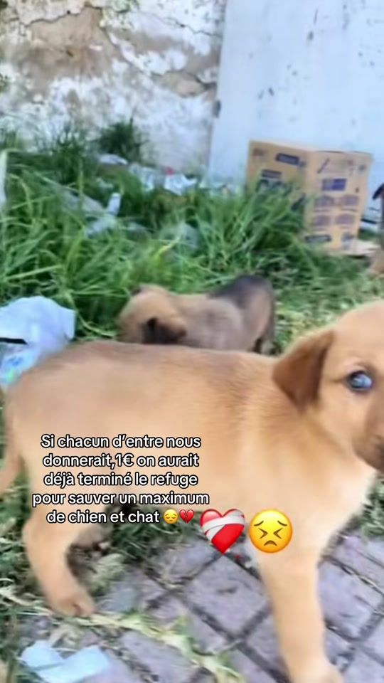 TikTok video thumbnail by dogmentality.fr