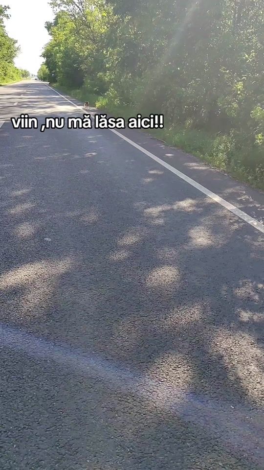 TikTok video thumbnail by petreilieclaudiu