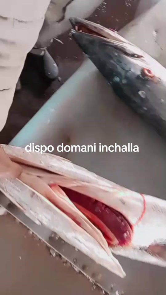 TikTok video thumbnail by fatousene828