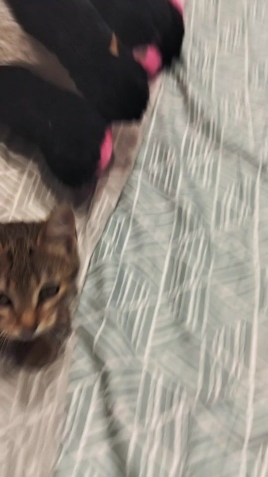 TikTok video thumbnail by ezno7954wdh