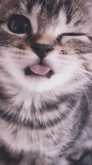 TikTok video thumbnail by lyrics.kittens