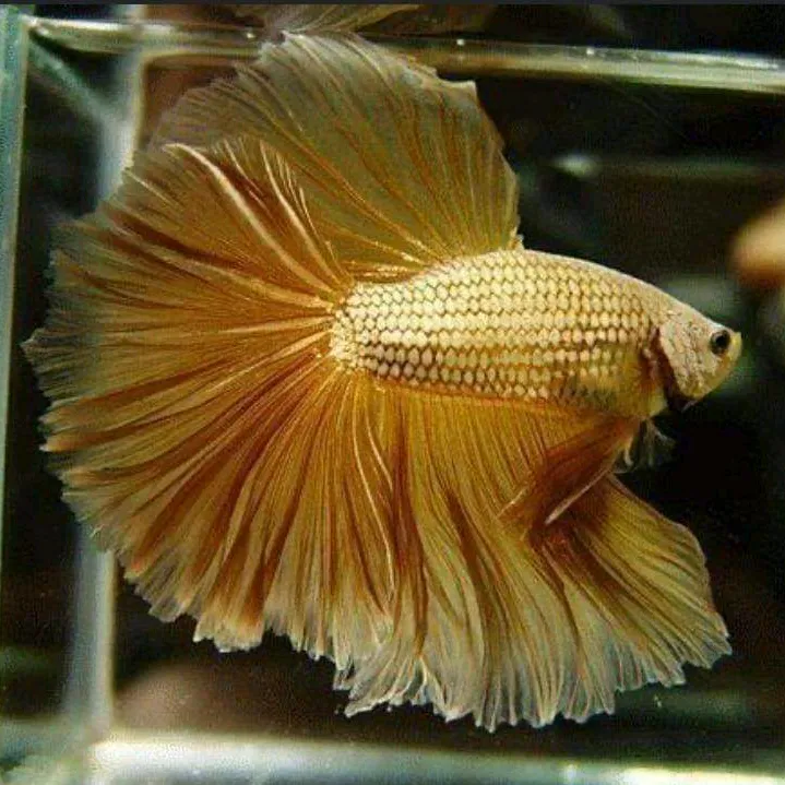 goldenaquahub