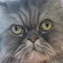@elgatok17