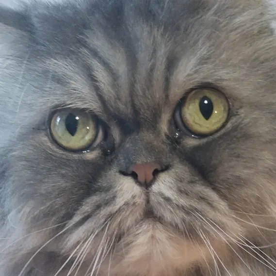 elgatok17