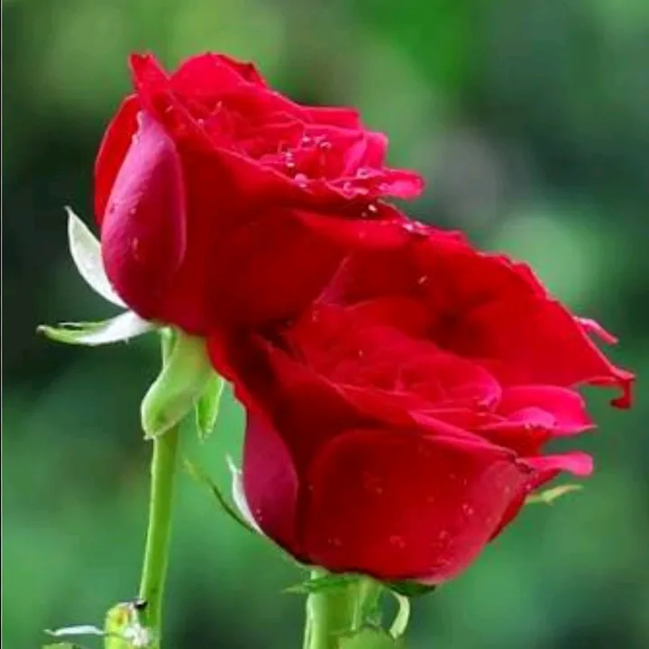 @waheguruji.tu.he.t