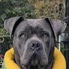 khaleesicanecorso