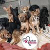 ankerhunde