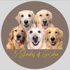 5_shadesofgolden