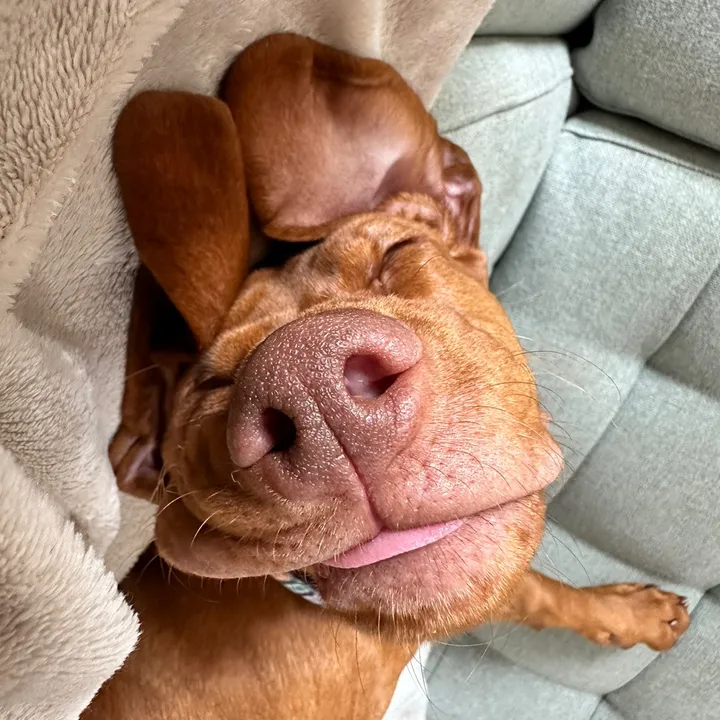 vinnie.the.vizlsa