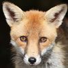 gp_wildlife