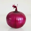 @noniontok