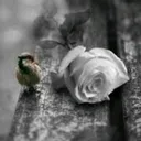 @islamdeenoverduniya